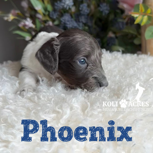 Phoenix - Riley x Tucker (2026) | Longhair