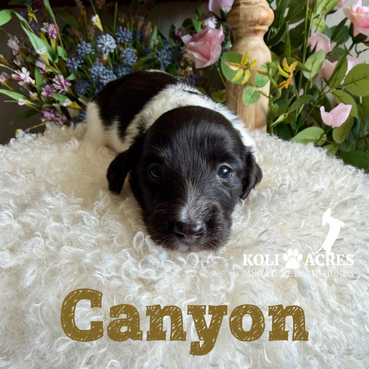 Canyon - Riley x Tucker (2026) | Longhair