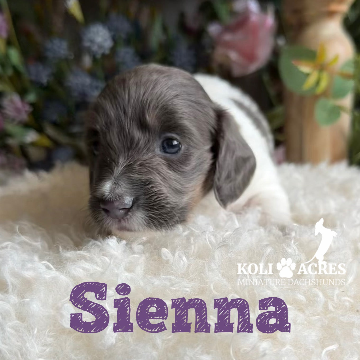 Sienna - Riley x Tucker (2026) | Longhair