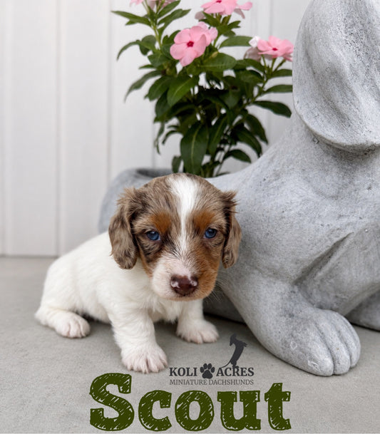 Scout - Bailey x Mack (2026) | Silky