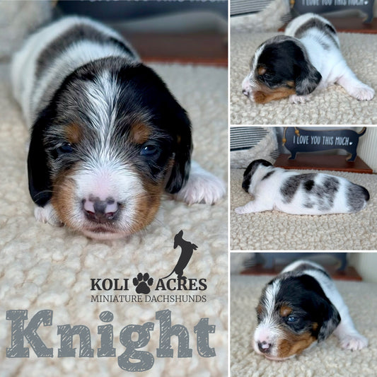 Knight - Ember x Mack (2026) | AVAILABLE