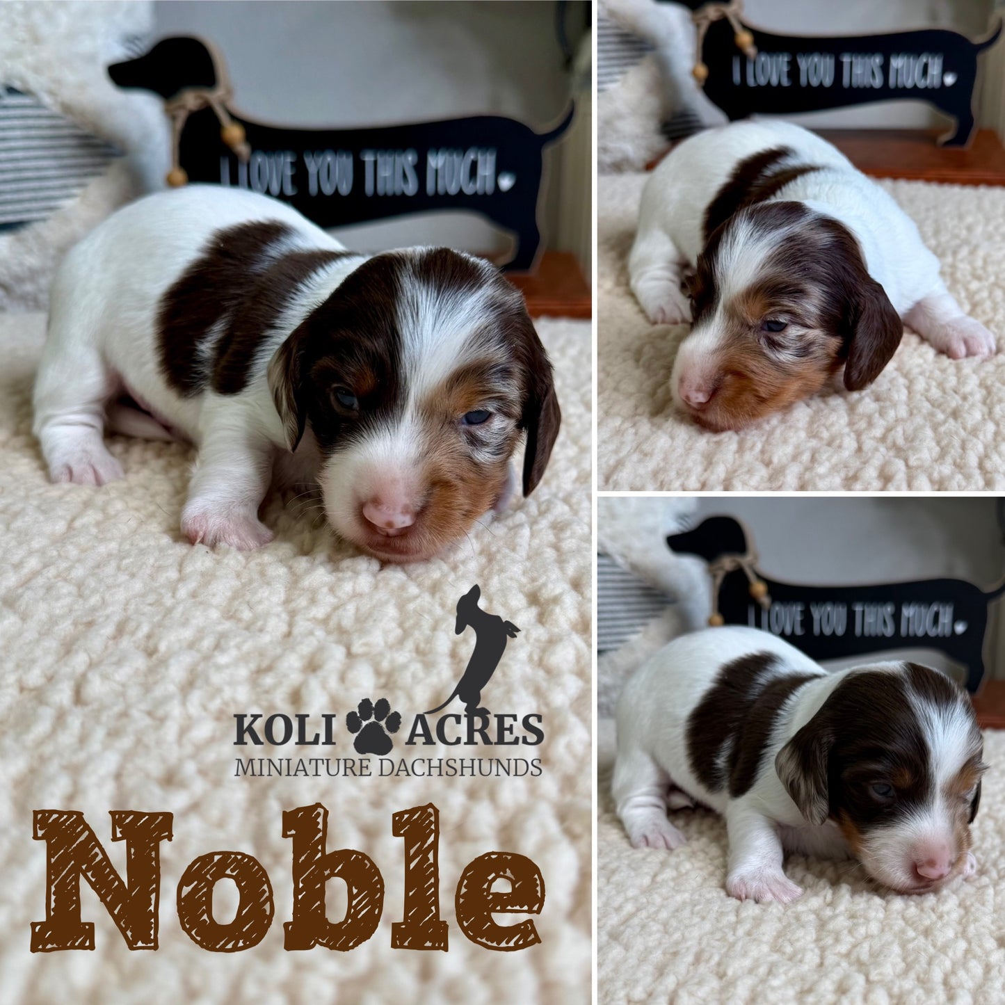 Noble - Ember x Mack (2026) | Longhair