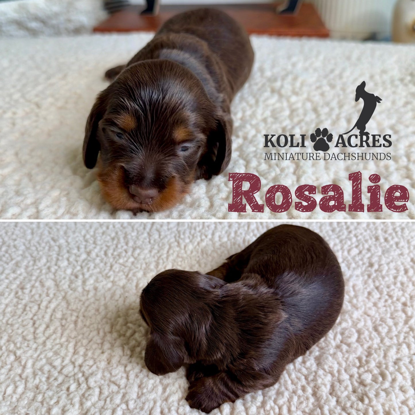 Rosalie - Ember x Mack (2026) | RESERVED
