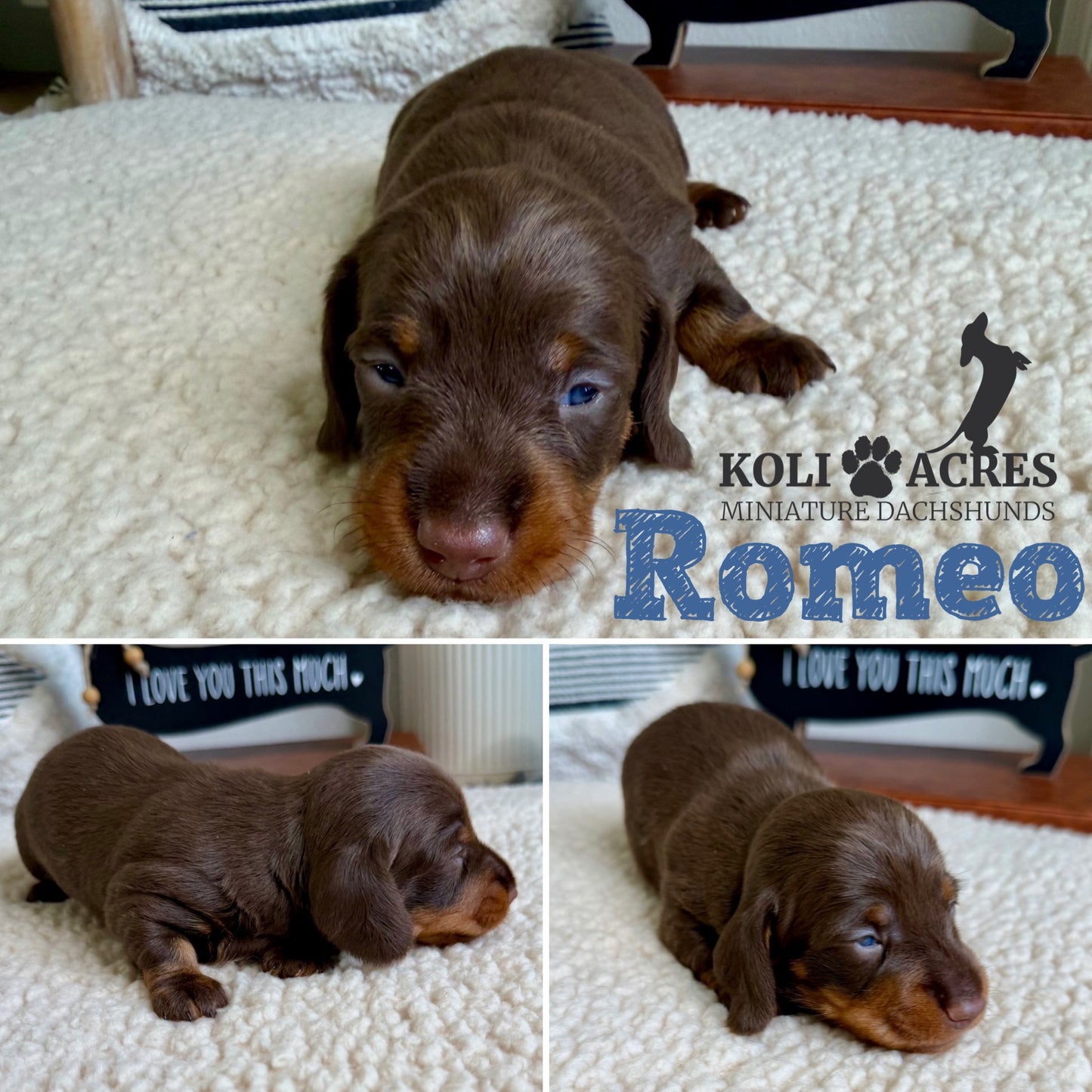 Romeo - Ember x Mack (2026) | Wirehair