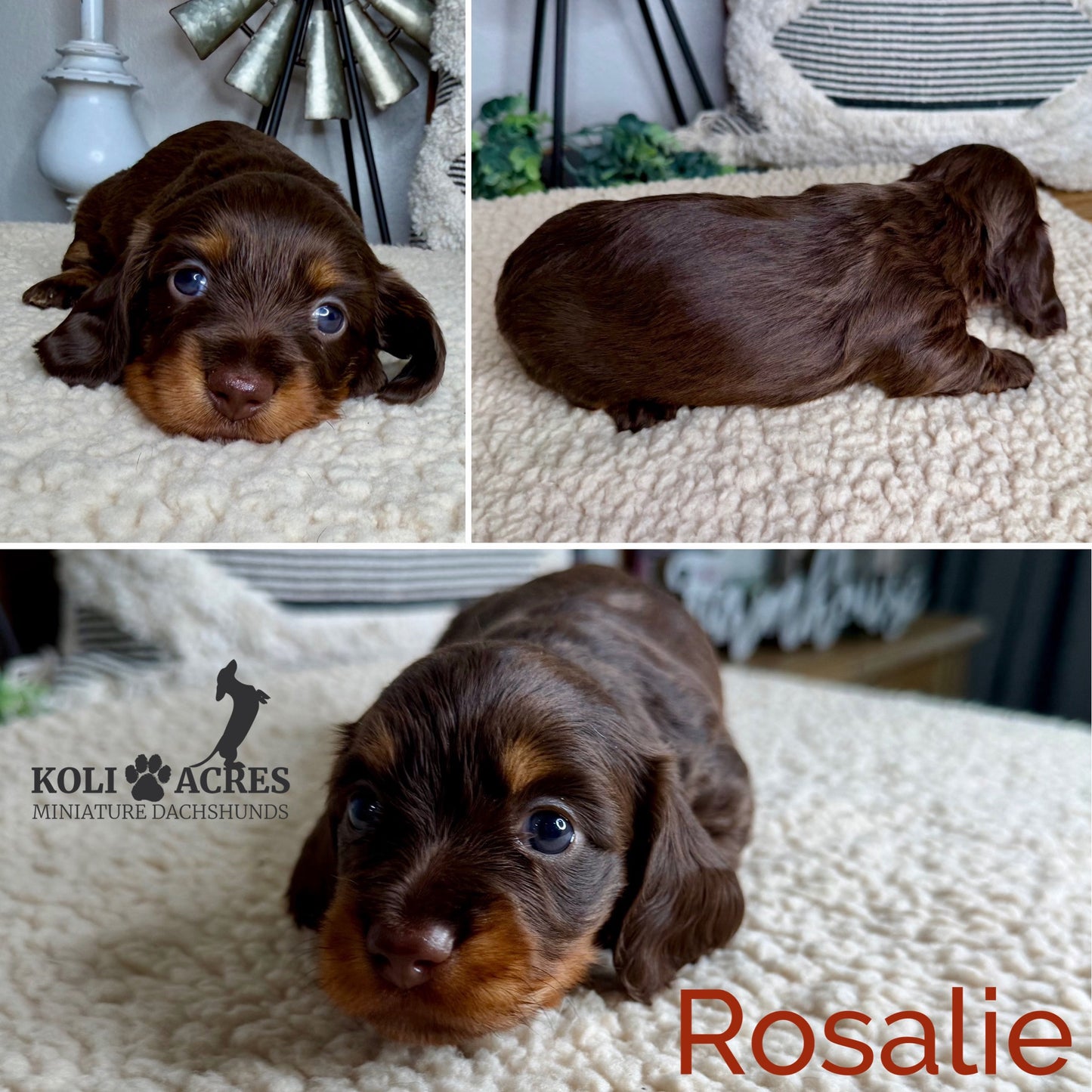 Rosalie - Ember x Mack (2026) | RESERVED