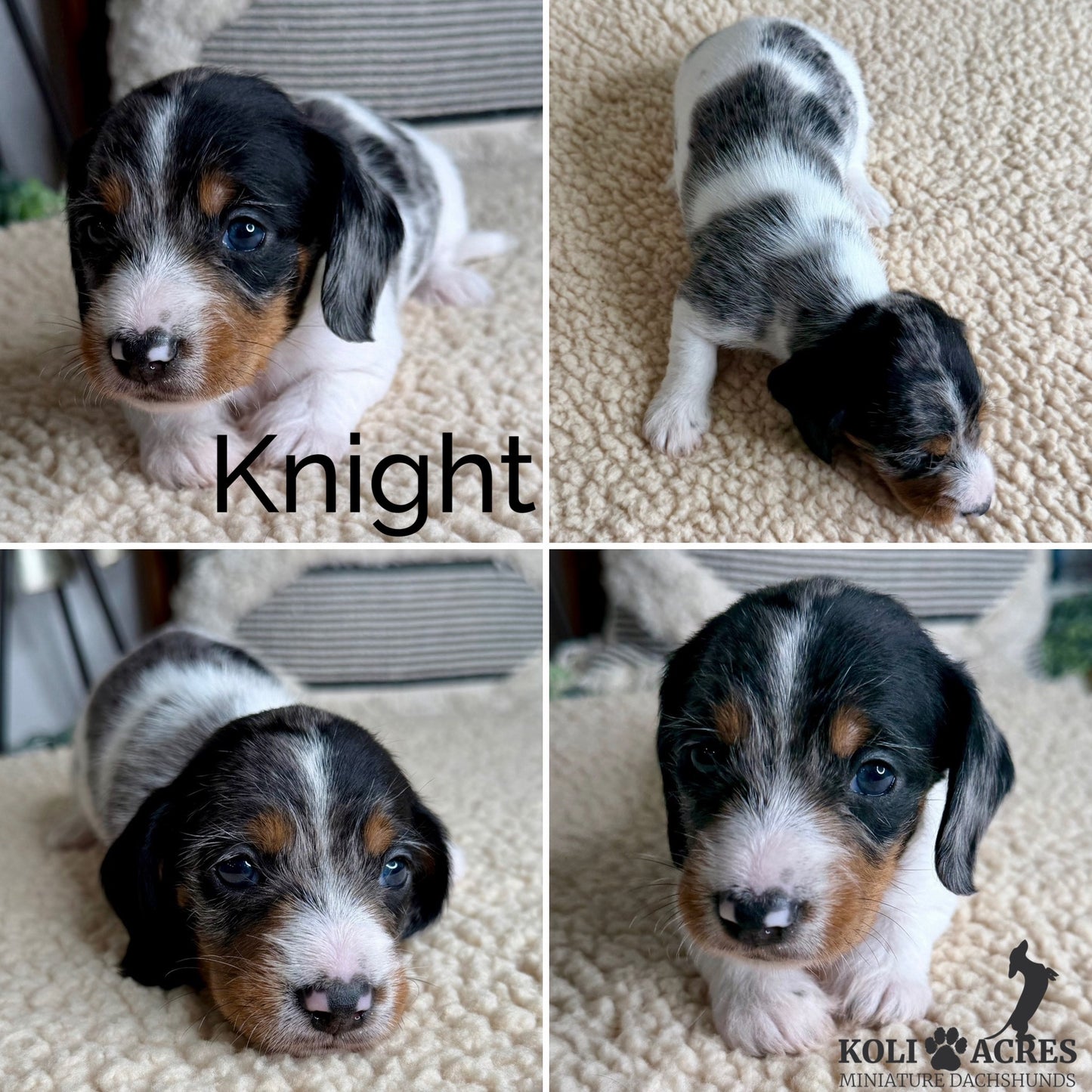 Knight - Ember x Mack (2026) | Wirehair