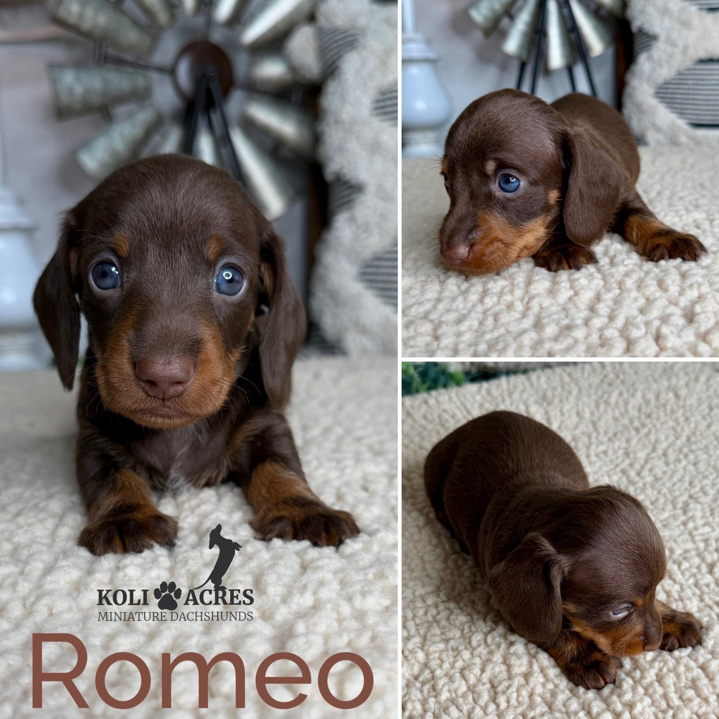 Romeo - Ember x Mack (2026) | Wirehair