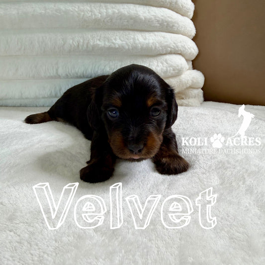 Velvet - Kora x Mack (2025)