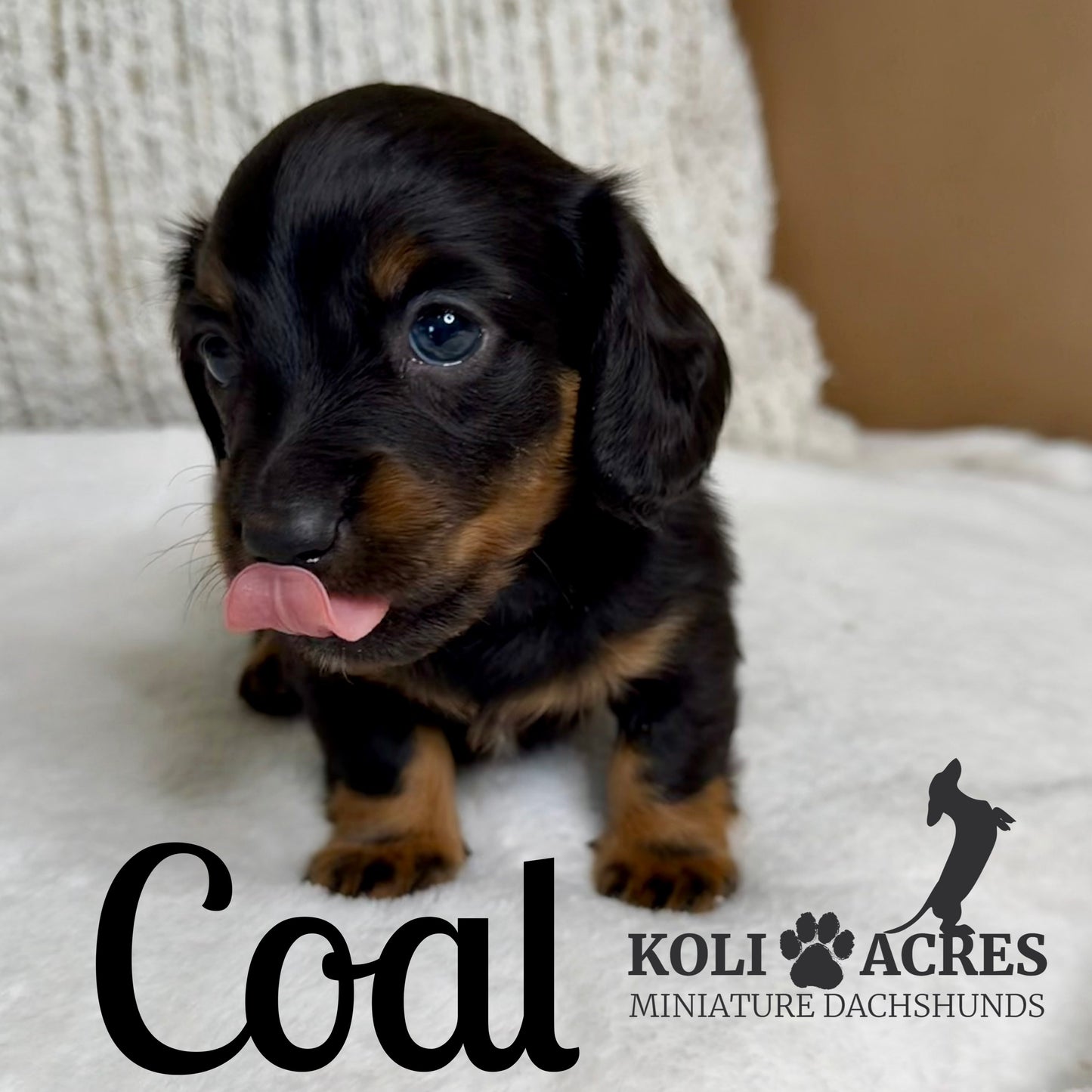 Coal - Kora x Mack (2025) | RESERVED