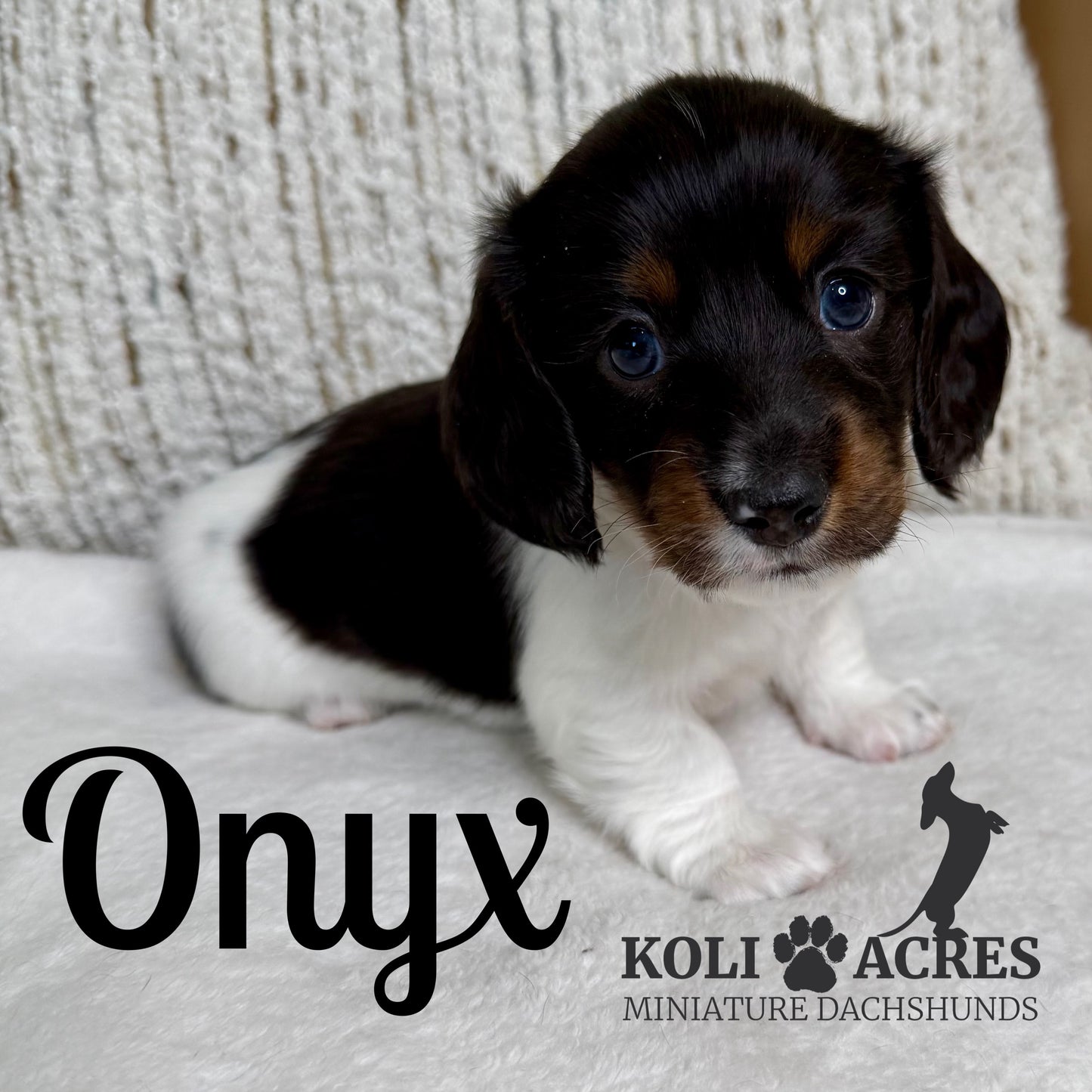 Onyx - Kora x Mack (2025) | RESERVED