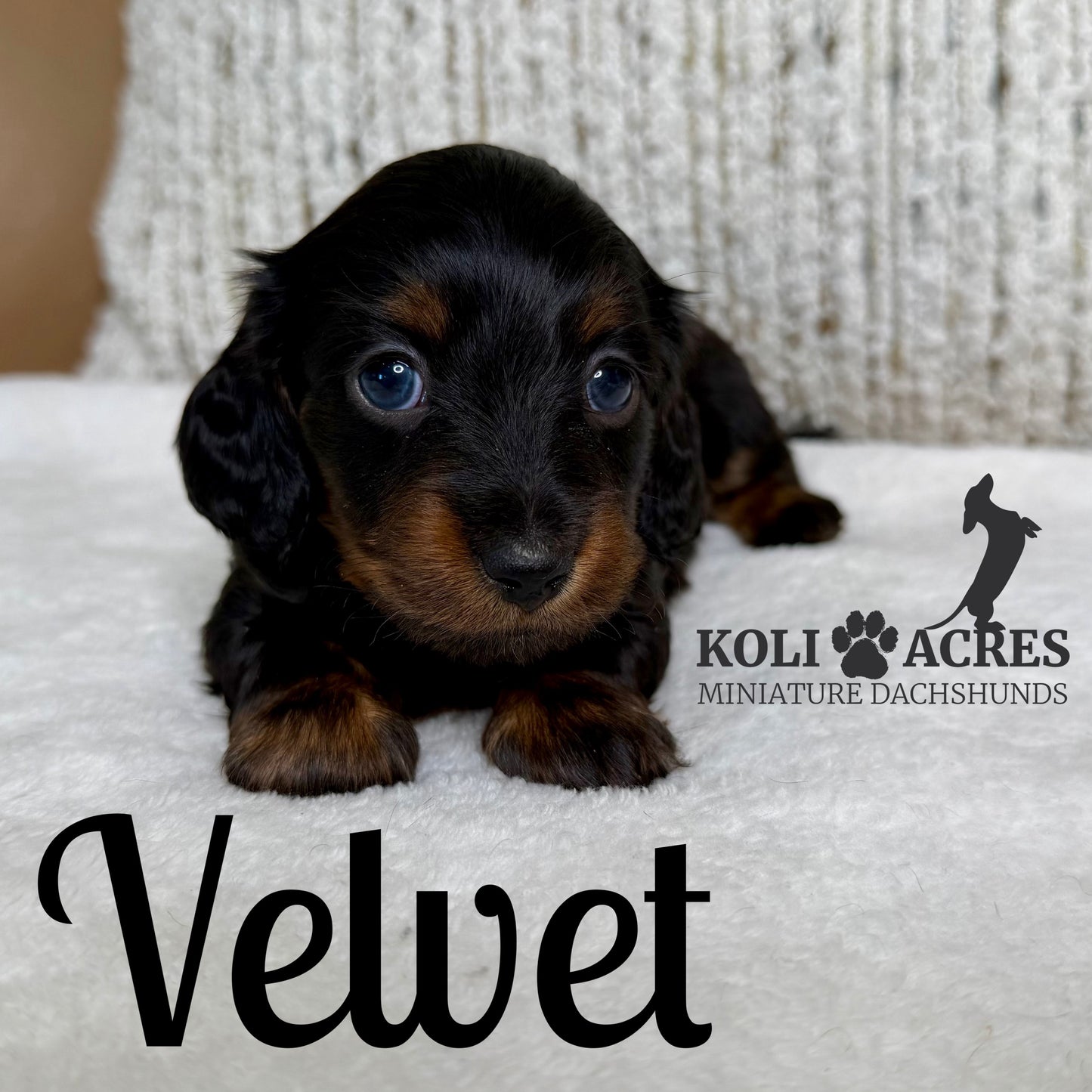 Velvet - Kora x Mack (2025) | RESERVED