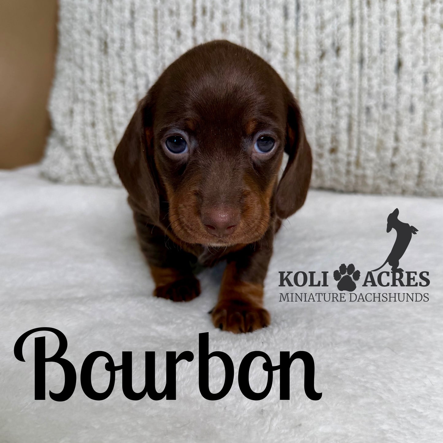 Bourbon - Kora x Mack (2025) | AVAILABLE