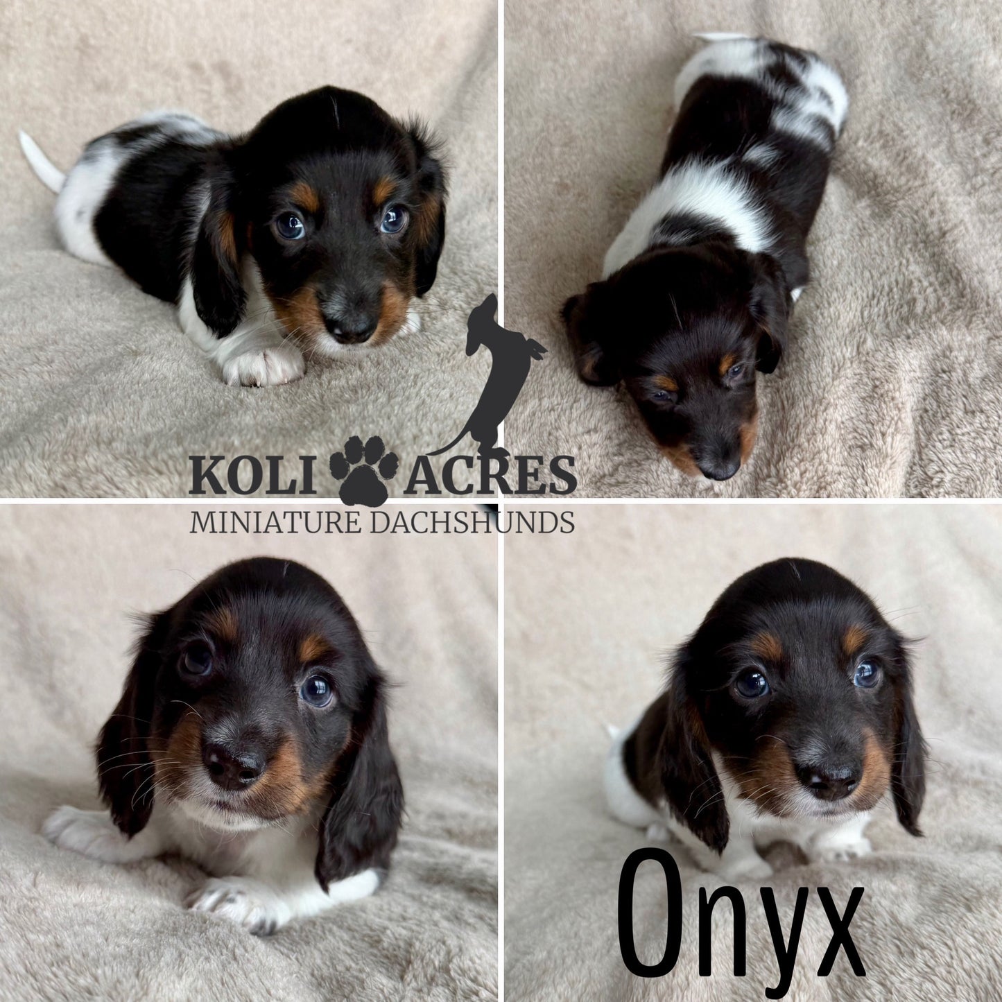 Onyx - Kora x Mack (2025) | RESERVED