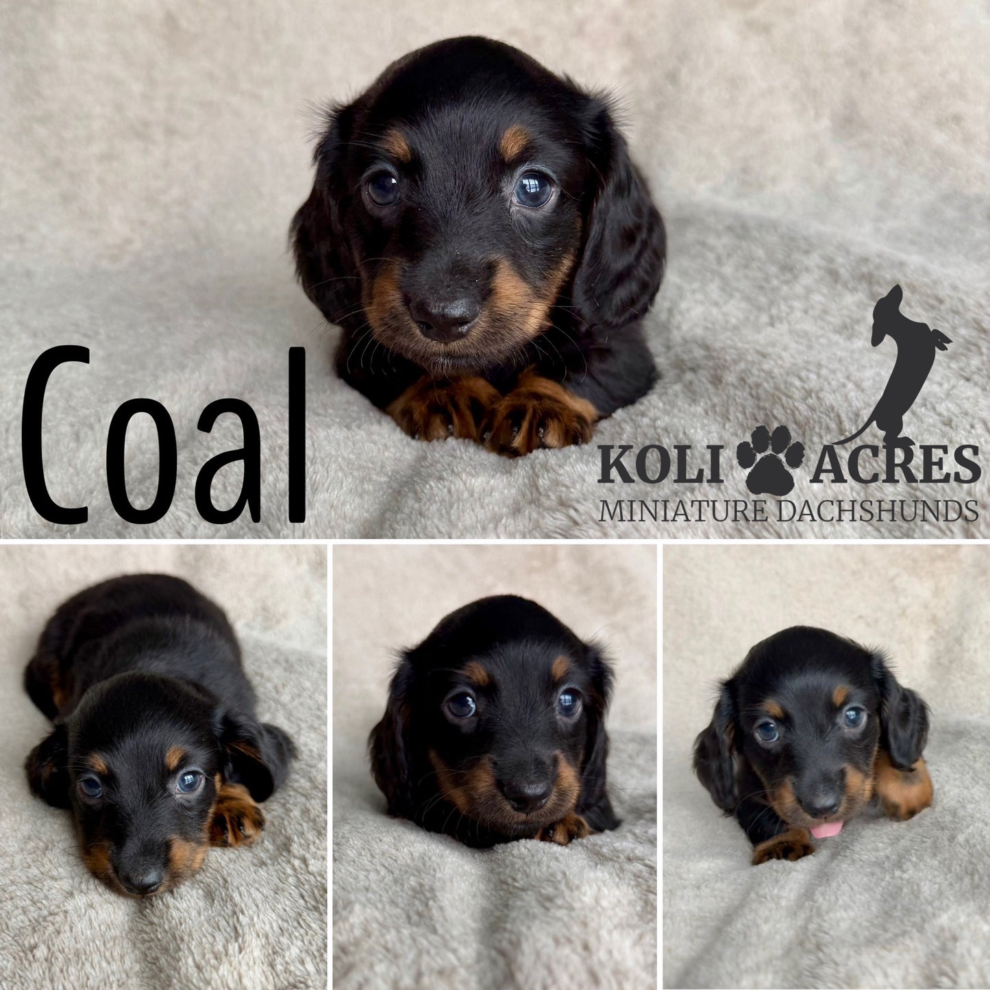 Coal - Kora x Mack (2025) | RESERVED