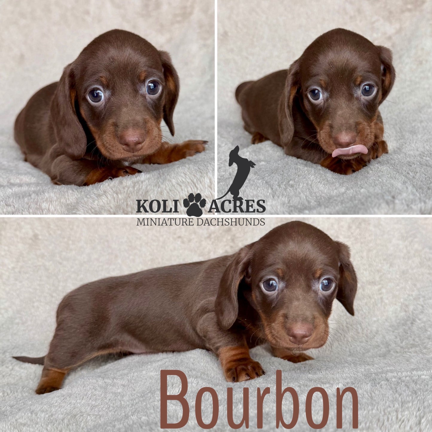 Bourbon - Kora x Mack (2025) | AVAILABLE