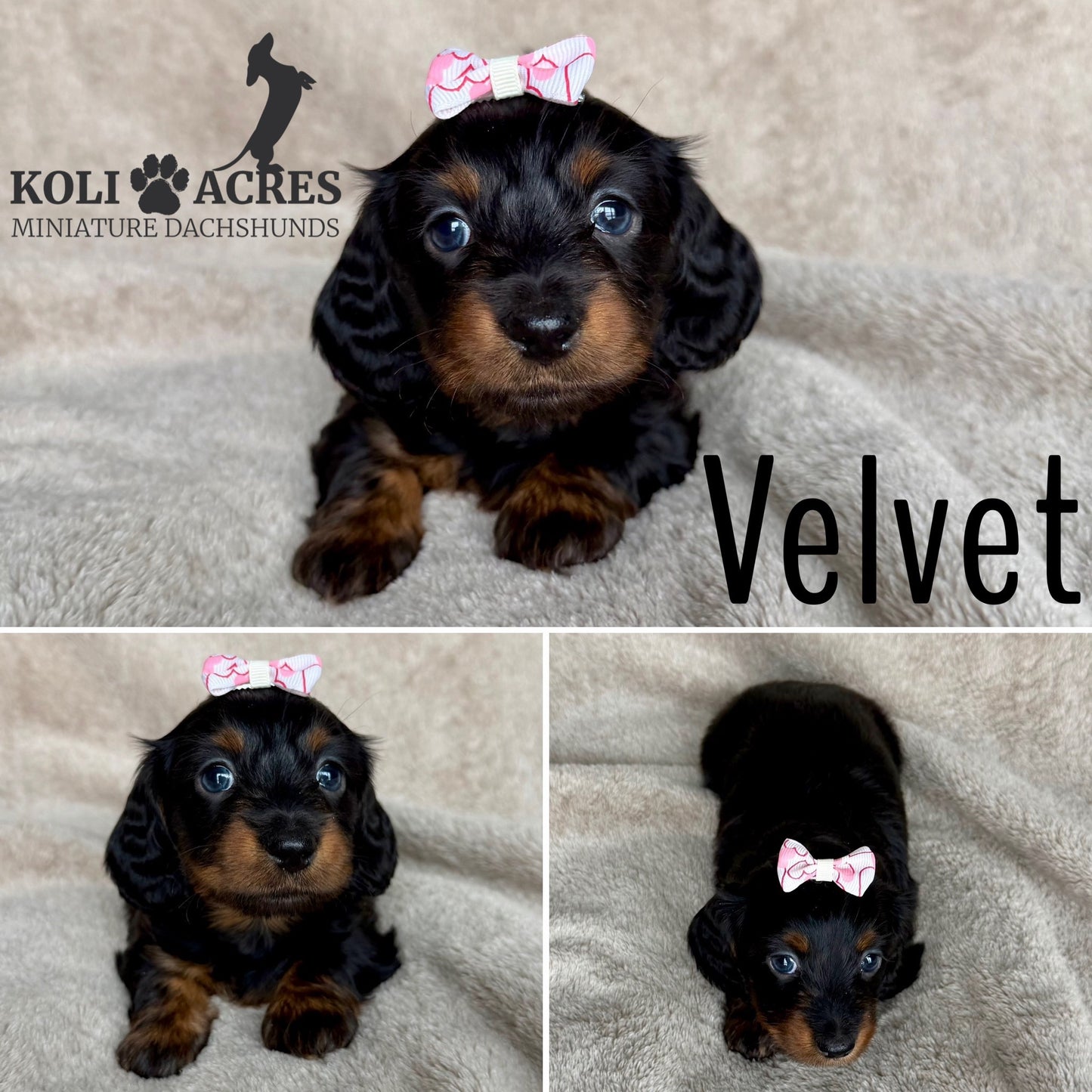 Velvet - Kora x Mack (2025) | RESERVED