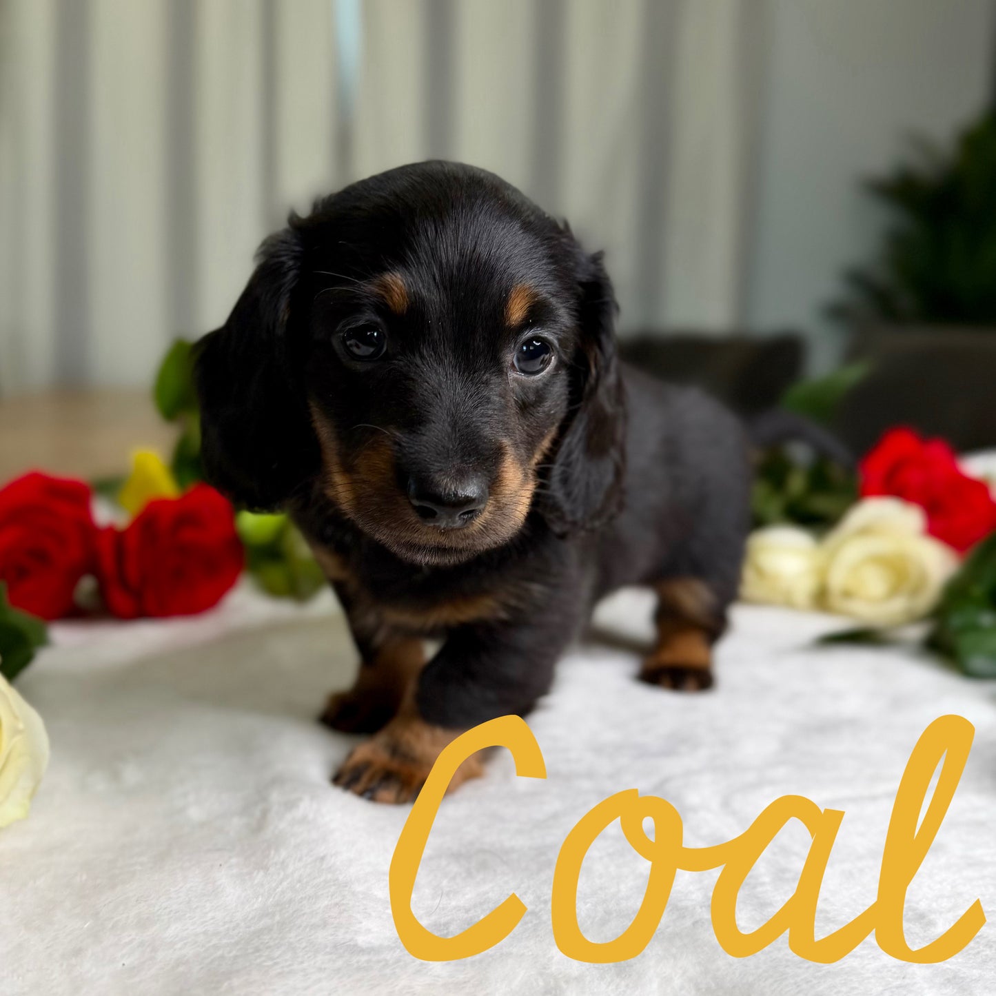 Coal - Kora x Mack (2025) | RESERVED