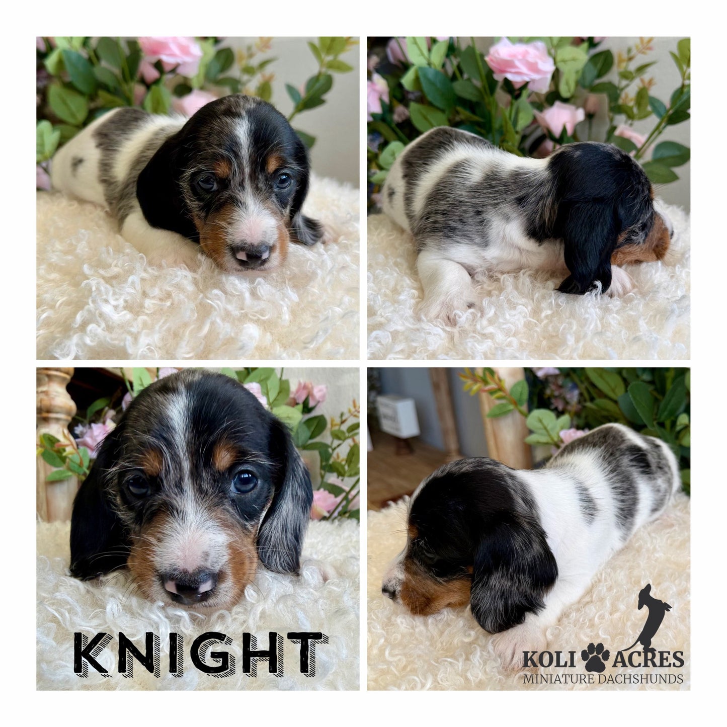 Knight - Ember x Mack (2026) | Wirehair
