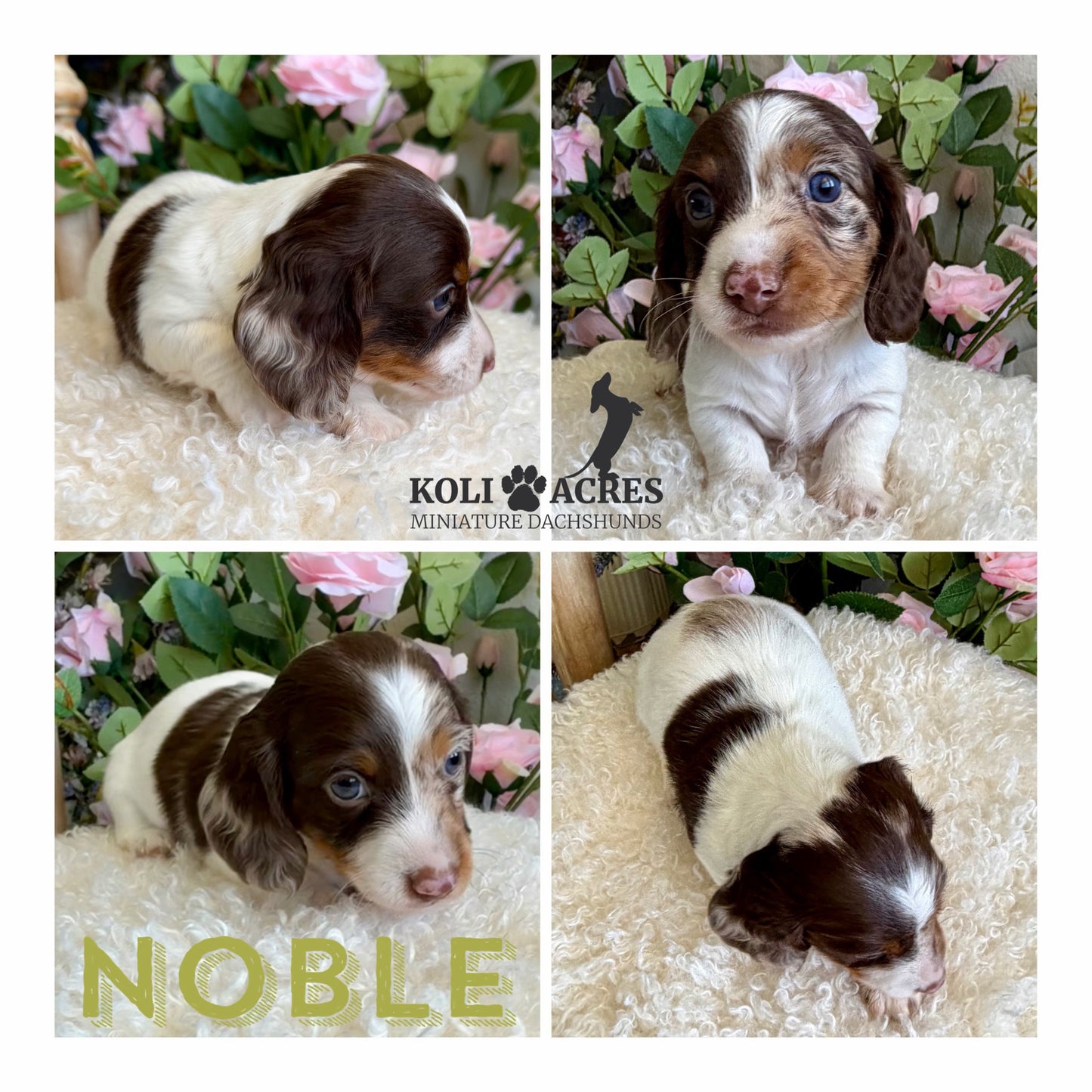 Noble - Ember x Mack (2026) | Longhair