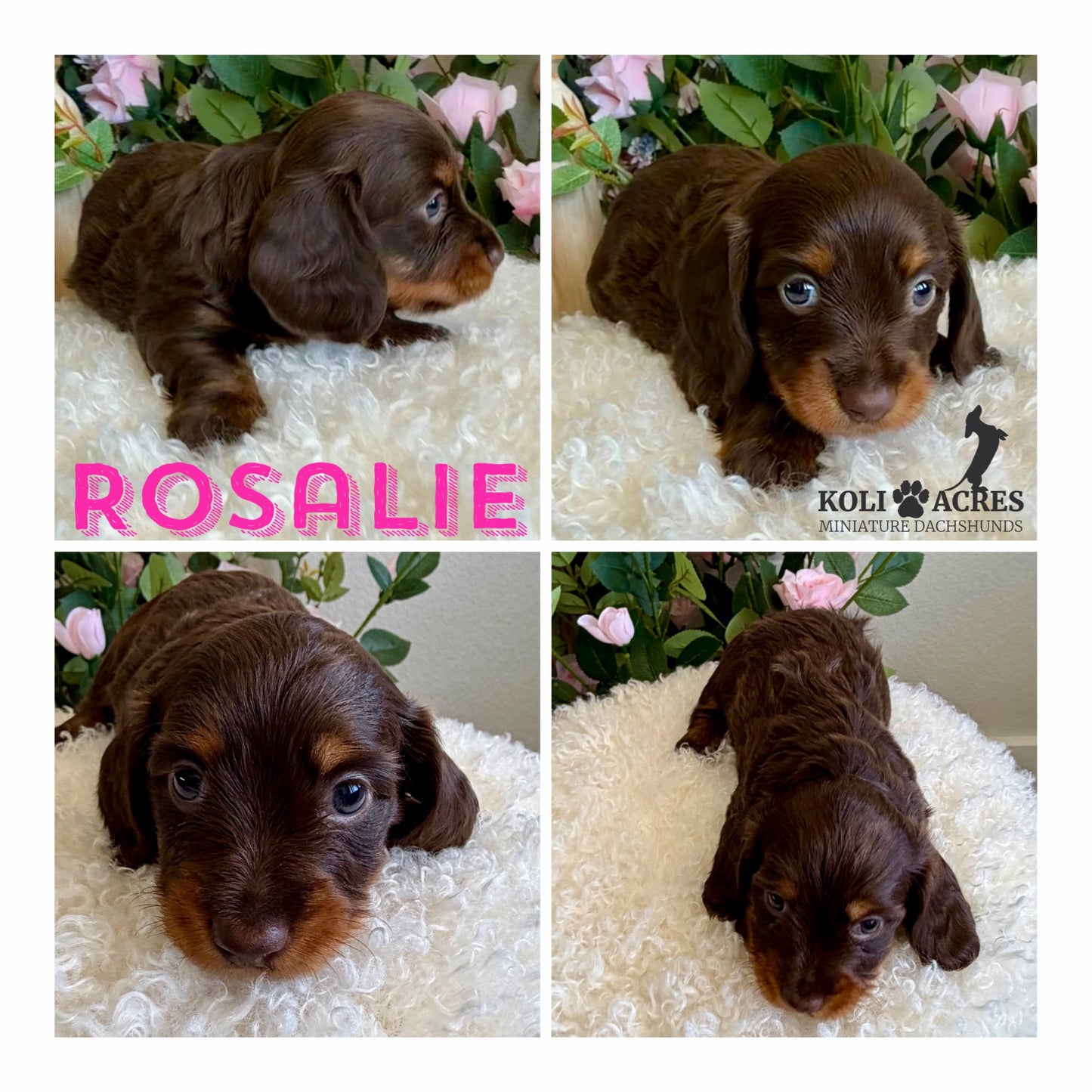 Rosalie - Ember x Mack (2026) | RESERVED