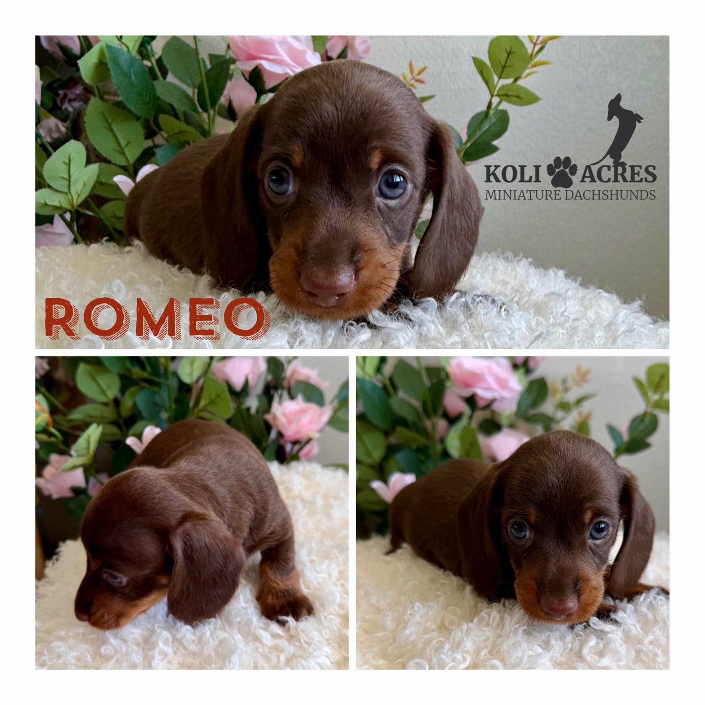 Romeo - Ember x Mack (2026) | Wirehair