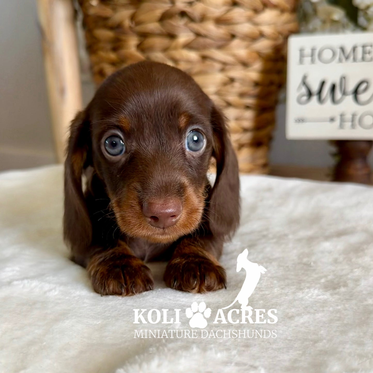 Romeo - Ember x Mack (2026) | Wirehair
