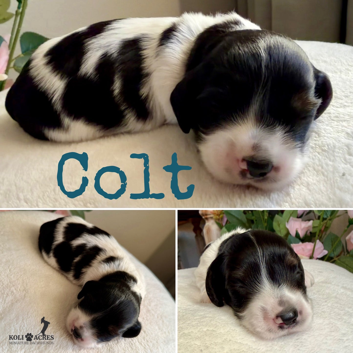 Colt - Alora x Mack (2026) | Silky