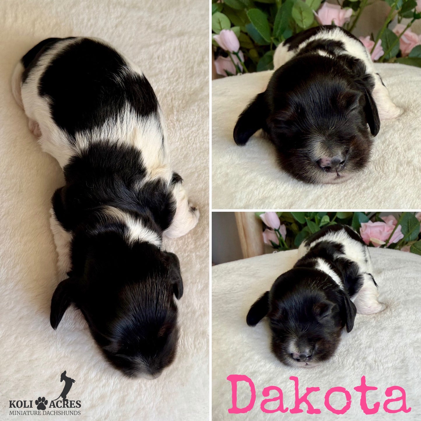 Dakota - Alora x Mack (2026) | Silky