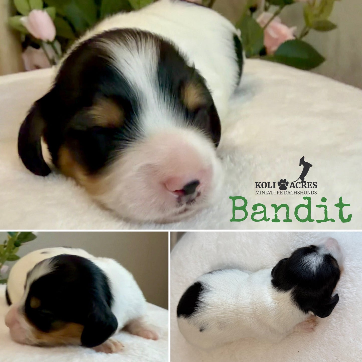 Bandit - Alora x Mack (2026) | Longhair