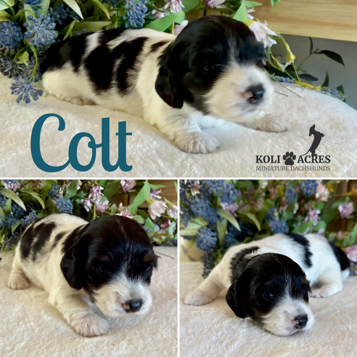 Colt - Alora x Mack (2026) | Silky