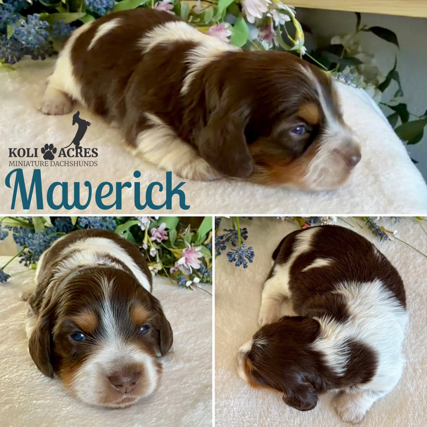 Maverick - Alora x Mack (2026) | Longhair