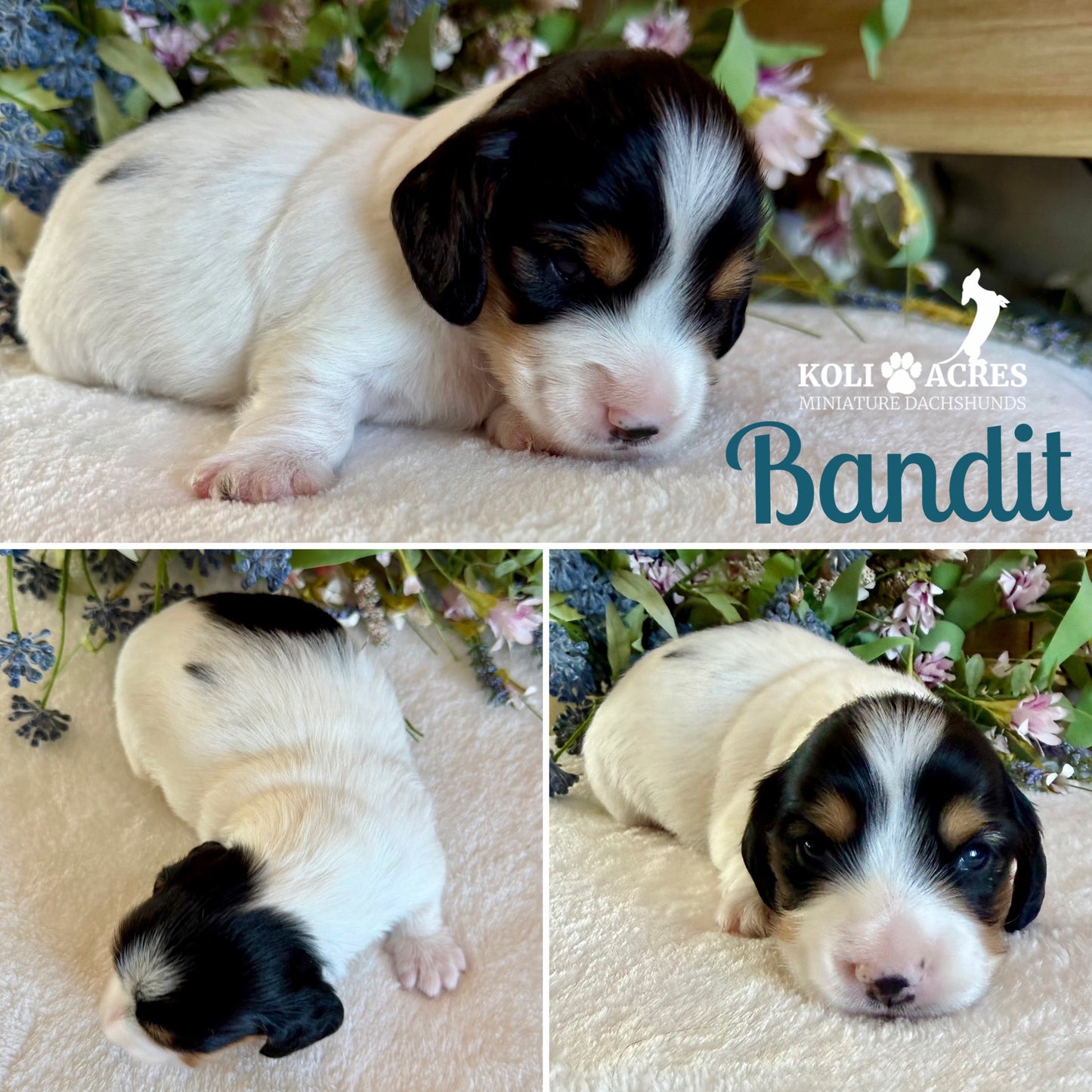 Bandit - Alora x Mack (2026) | Longhair