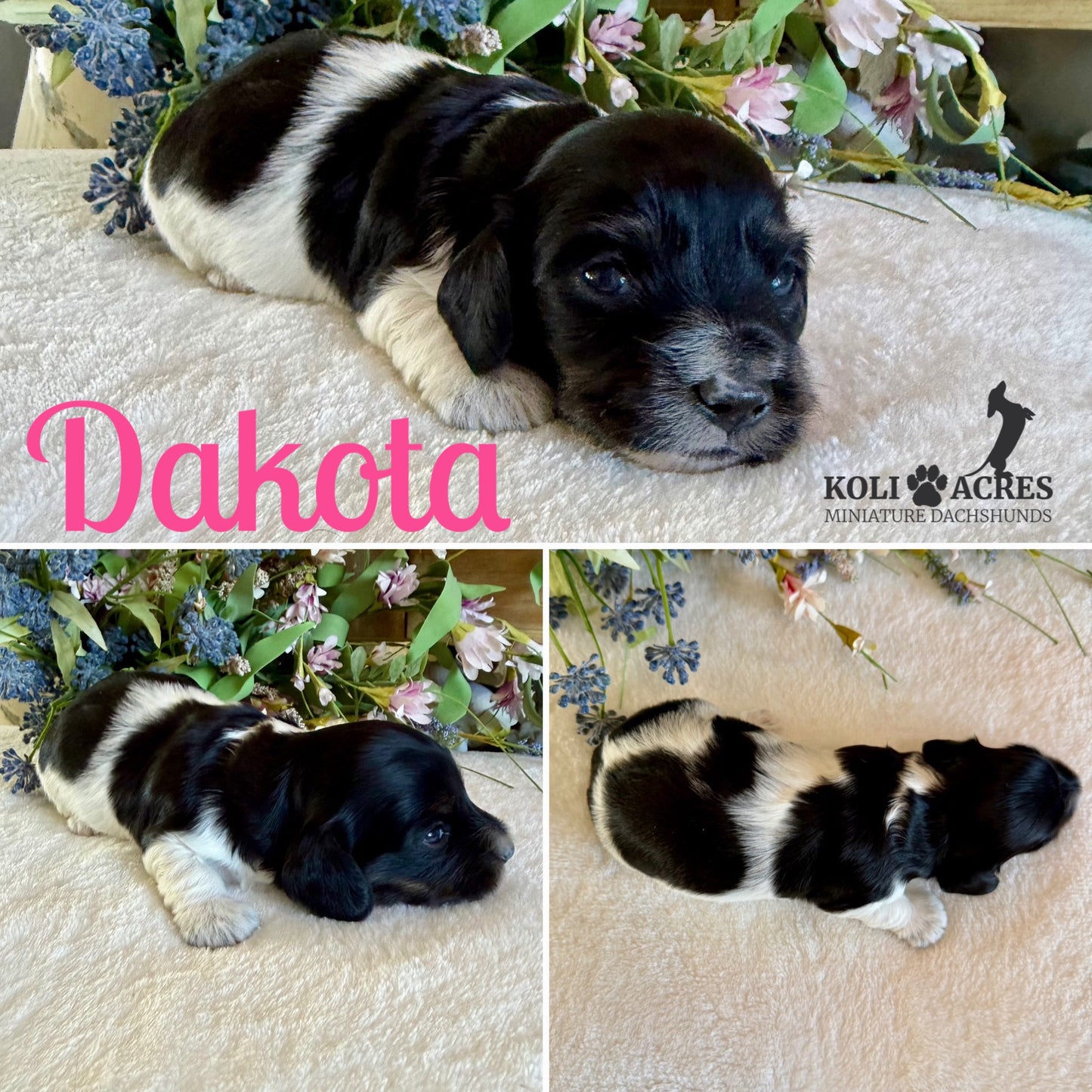 Dakota - Alora x Mack (2026) | Silky