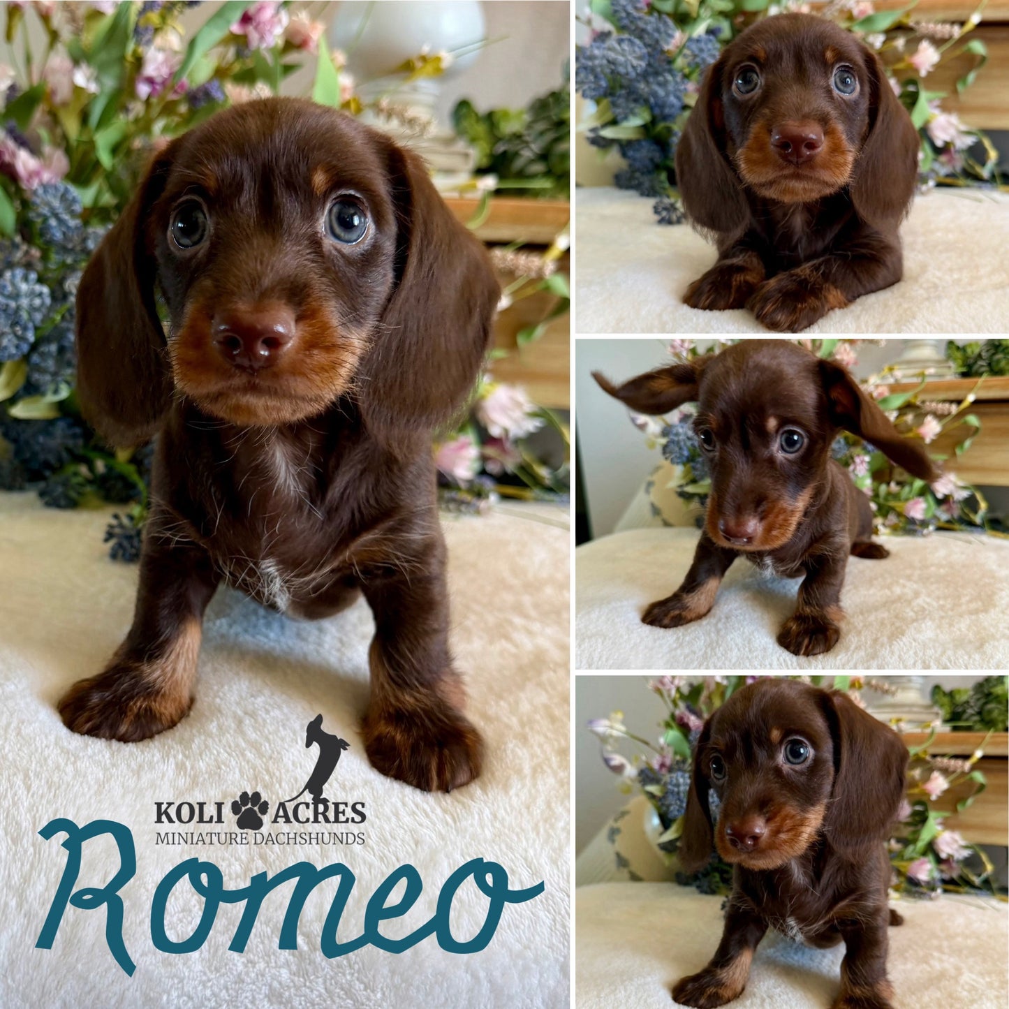 Romeo - Ember x Mack (2026) | Wirehair