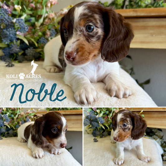 Noble - Ember x Mack (2026) | Longhair