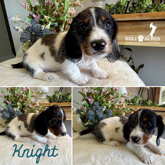 Knight - Ember x Mack (2026) | Wirehair