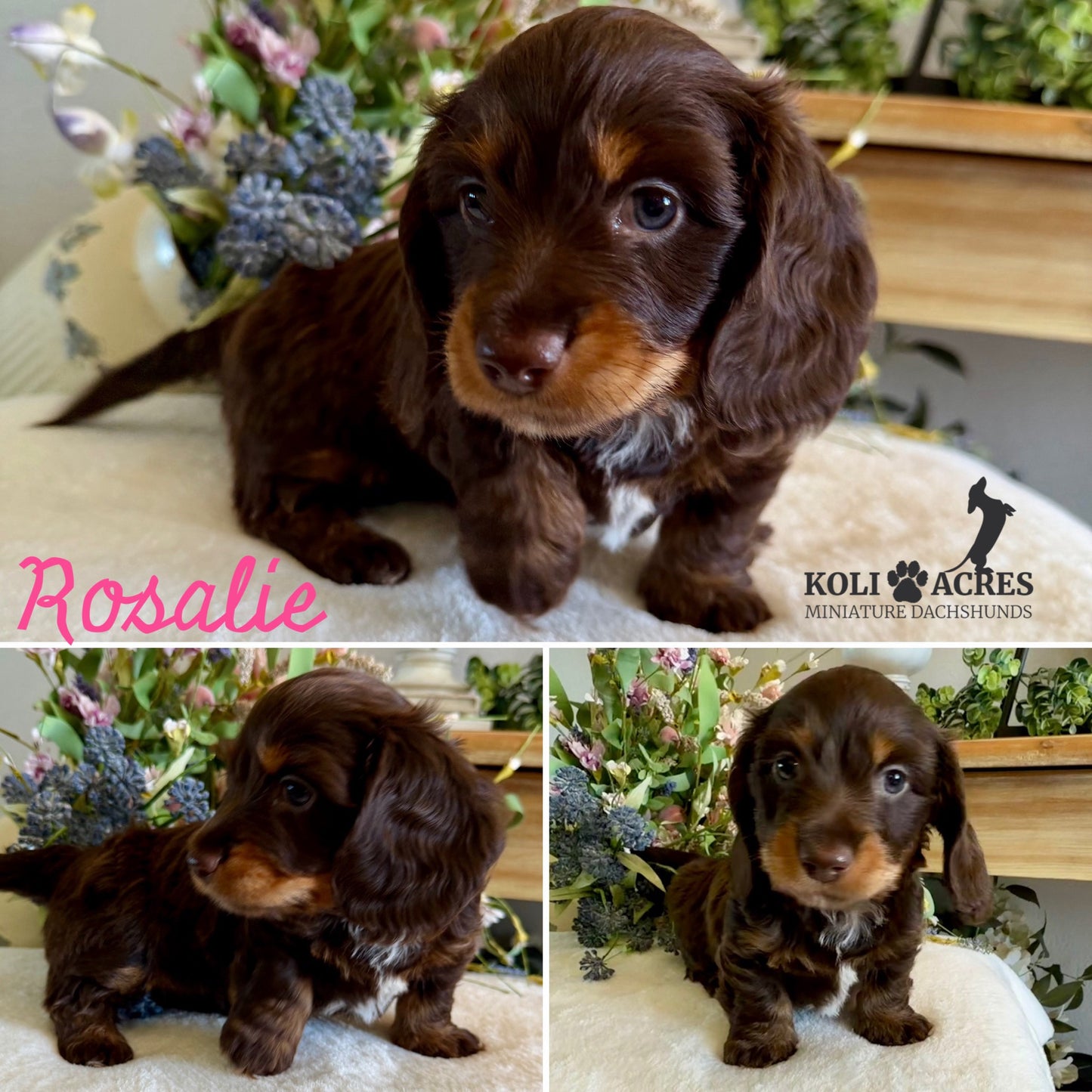 Rosalie - Ember x Mack (2026) | RESERVED