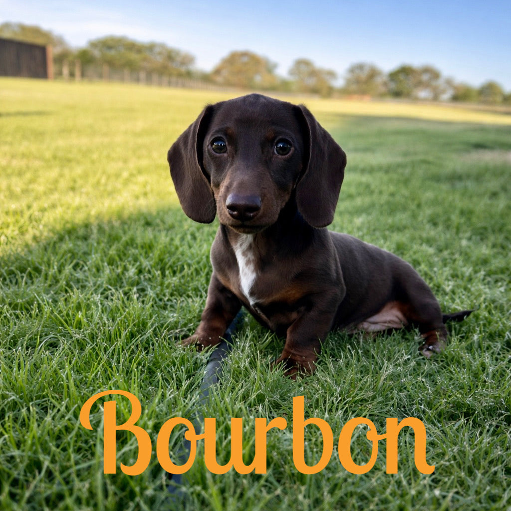 Bourbon - Kora x Mack (2025) | AVAILABLE