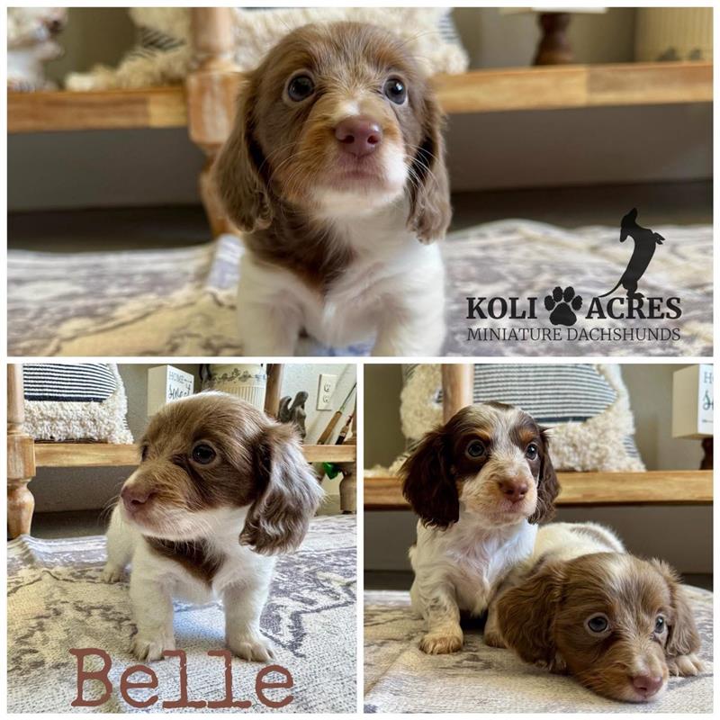 Belle - Riley x Cooper (2025) | RESERVED