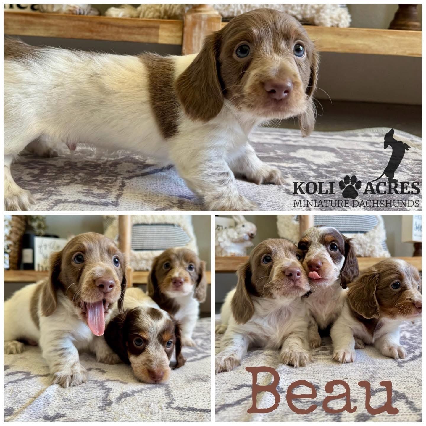 Beau - Riley x Cooper (2025) | RESERVED