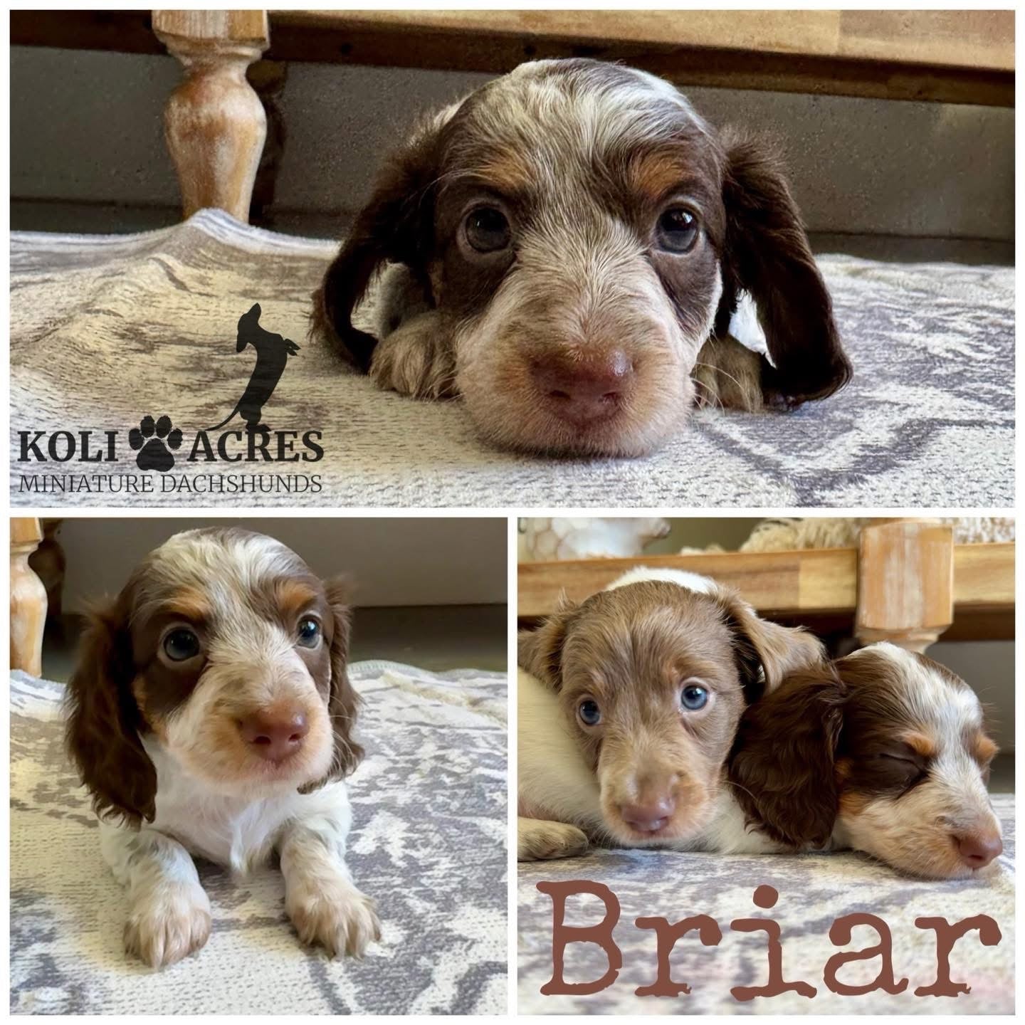 Briar - Riley x Cooper (2025) | RESERVED