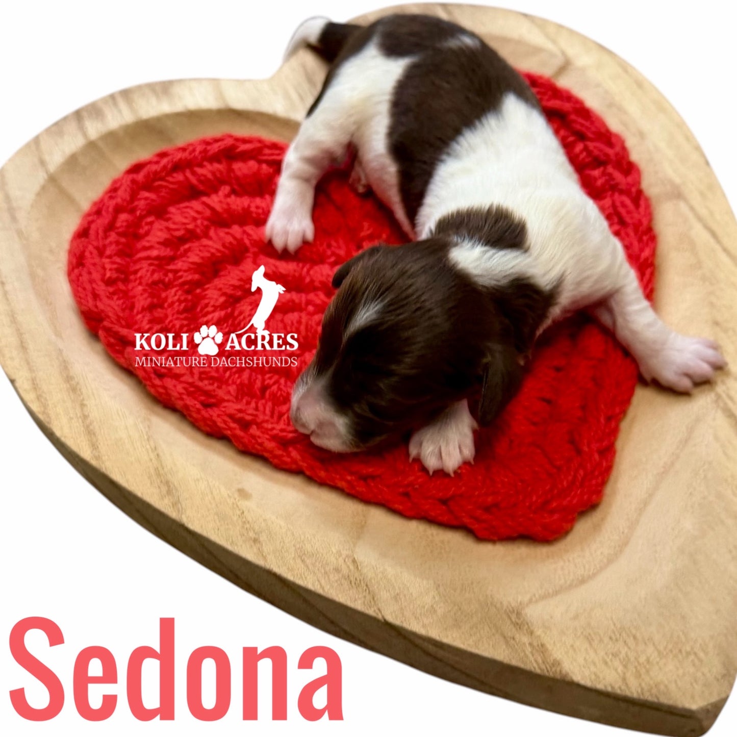 Sedona - Riley x Tucker (2026) | Longhair