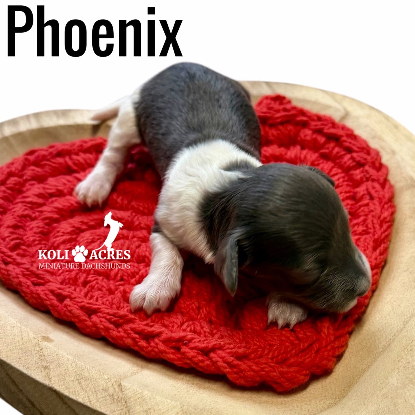 Phoenix - Riley x Tucker (2026) | Longhair