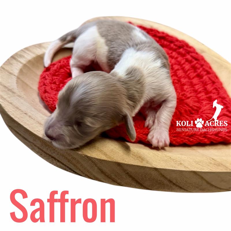 Saffron - Riley x Tucker (2026) | Longhair